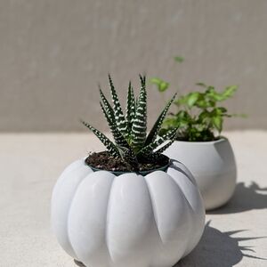 White Pumpkin-Shaped Planter